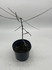 Pseudopanax crassifolius