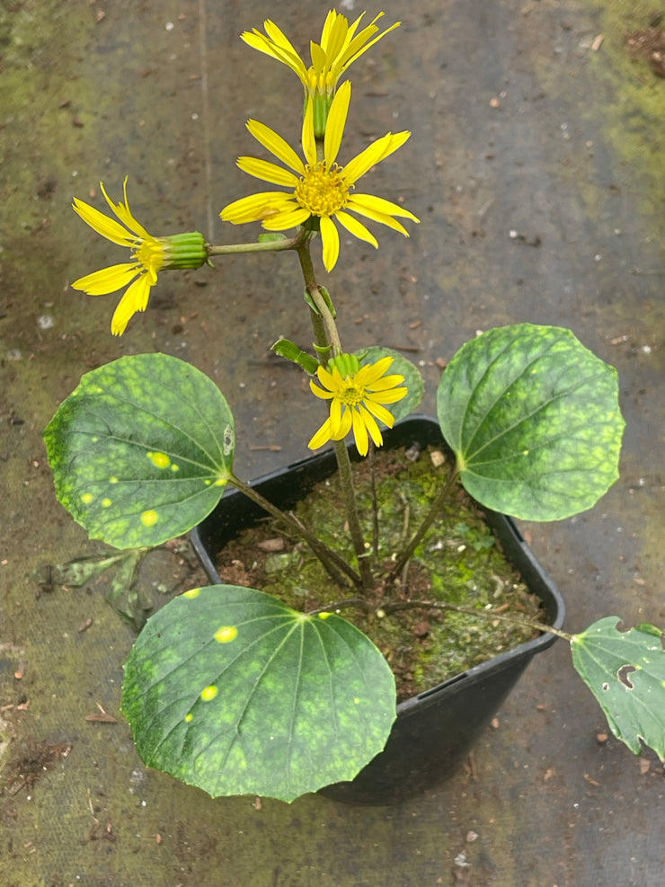 Farfugium japonicum 'Amami'