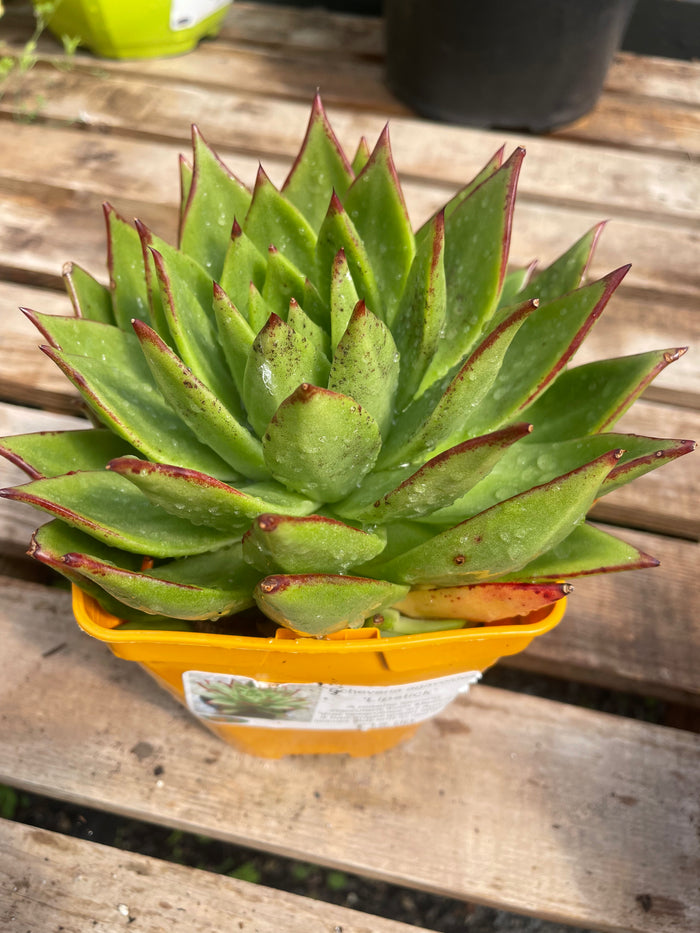 Echeveria agaveoides 'Lipstick'