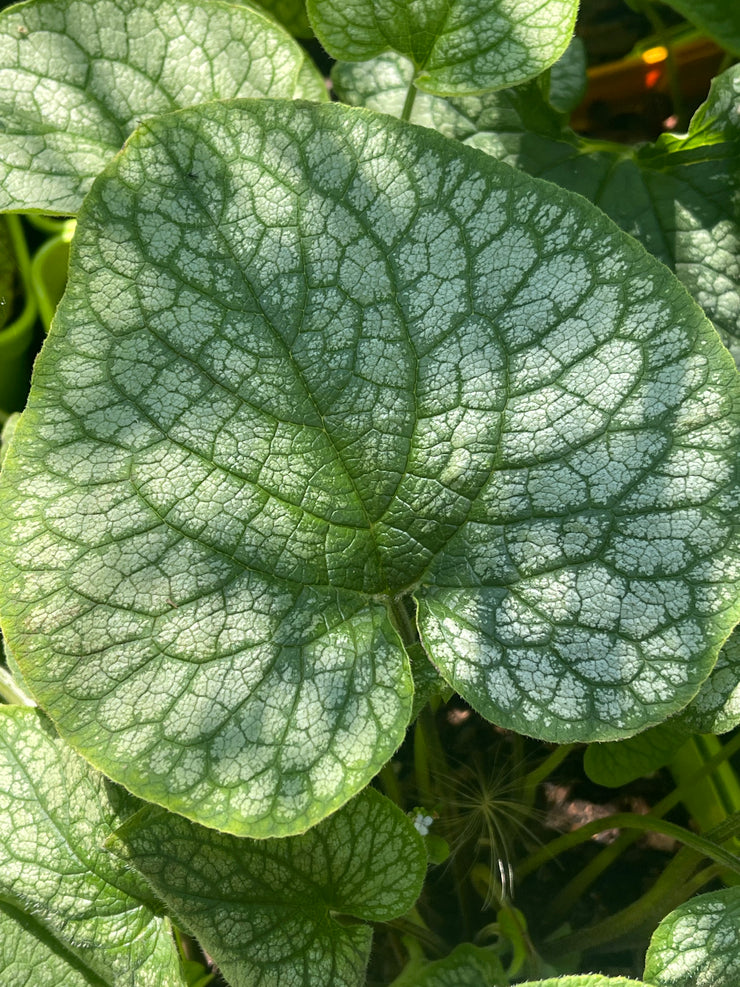 Brunnera macrophylla 'Alexanders Great'