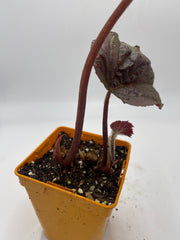 Begonia U508