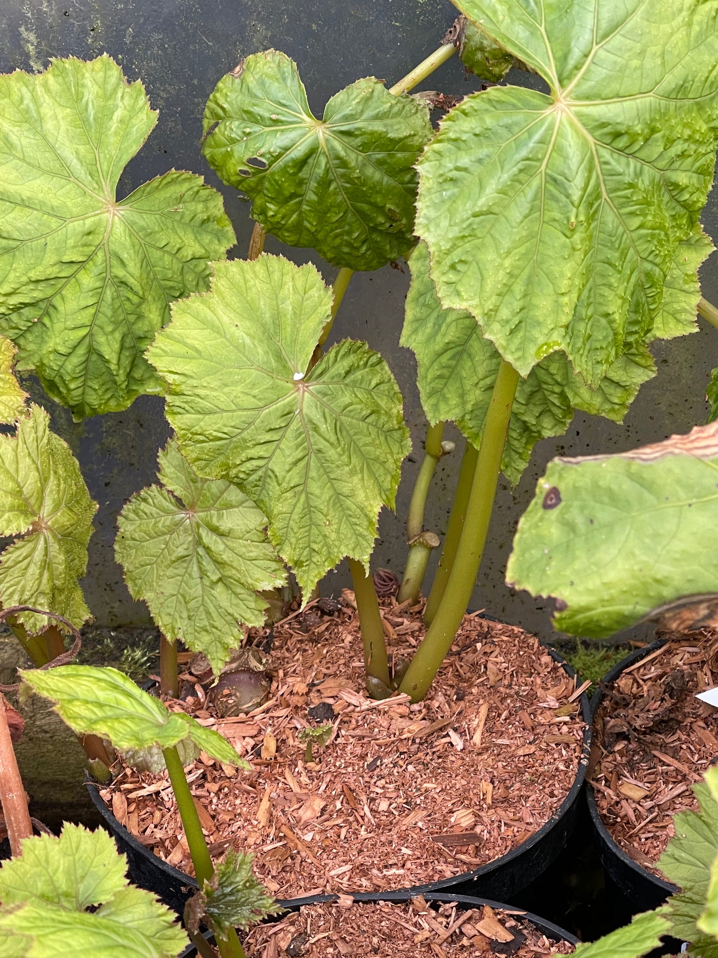Begonia emeiensis