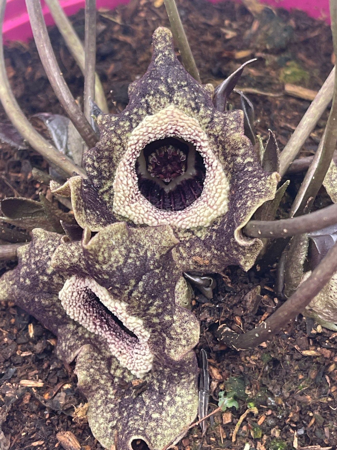 Asarum splendens 3ltr