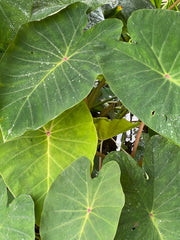 Colocasia 'Pink China'
