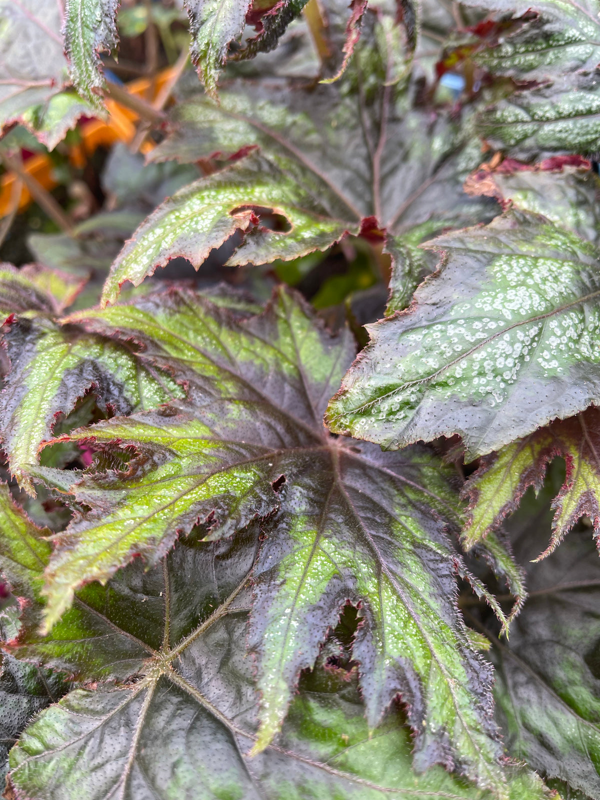 Begonia palmata DJHM
