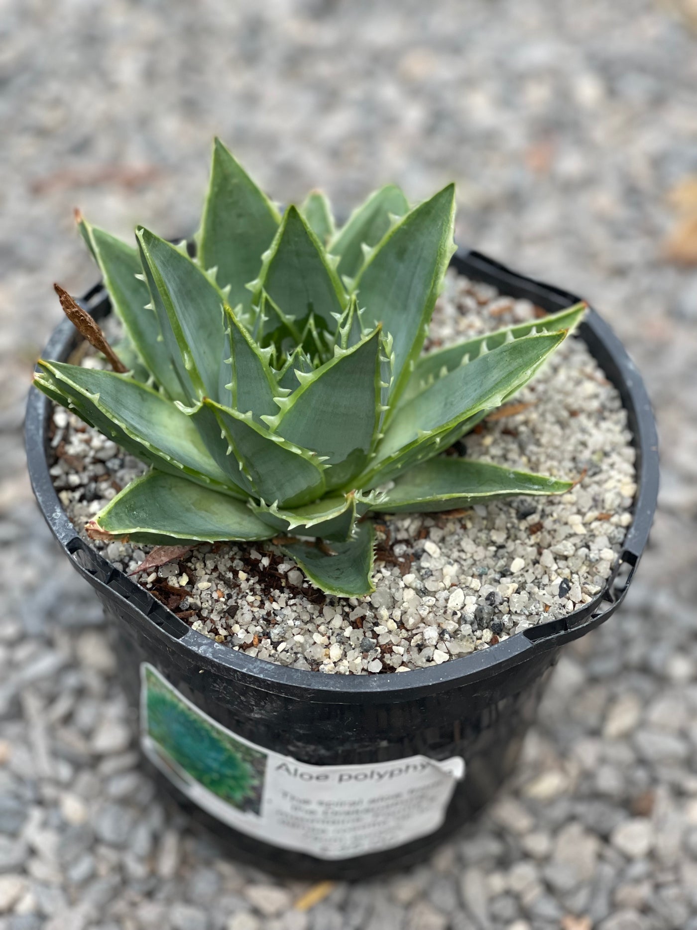 Aloe polyphylla
