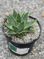 Aloe polyphylla