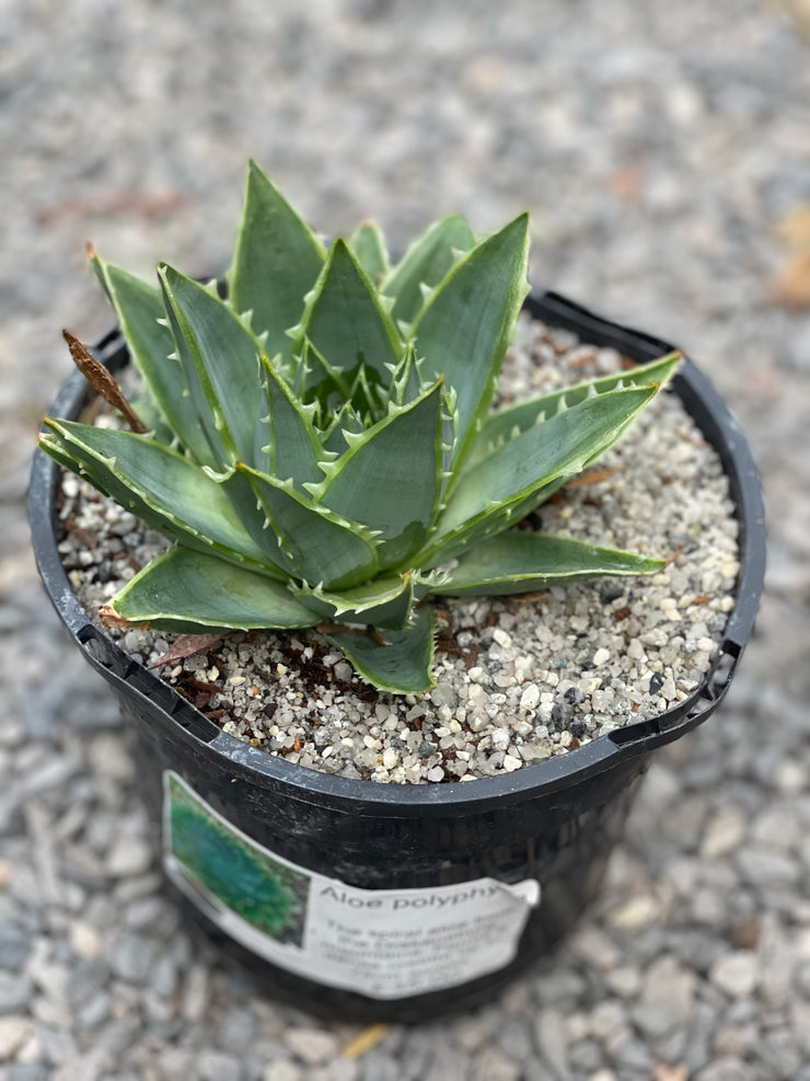 Aloe polyphylla