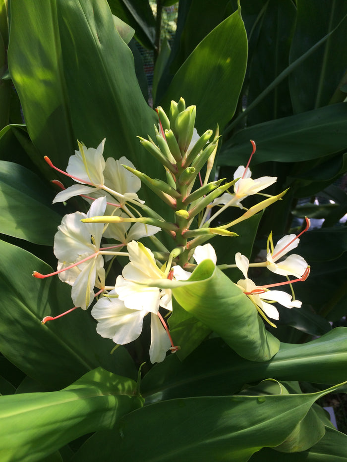Hedychium 'Coronata Cream'