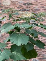 Podachaenium eminens