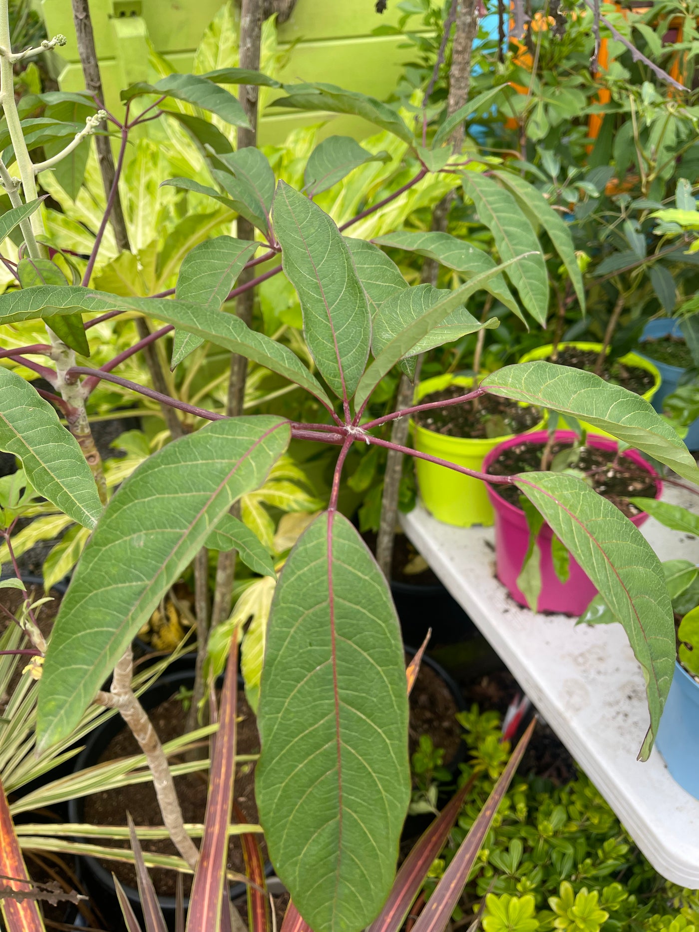 Schefflera gracilis