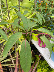 Schefflera gracilis