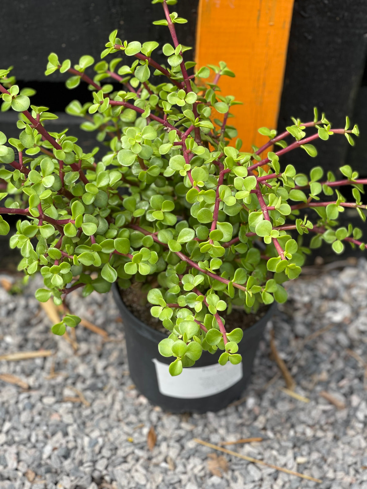 Portulacaria afra