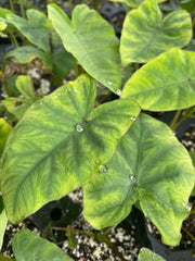 Colocasia 'Blue Hawaii'
