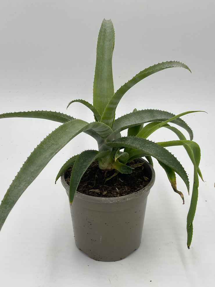 Billbergia Brasiliasis