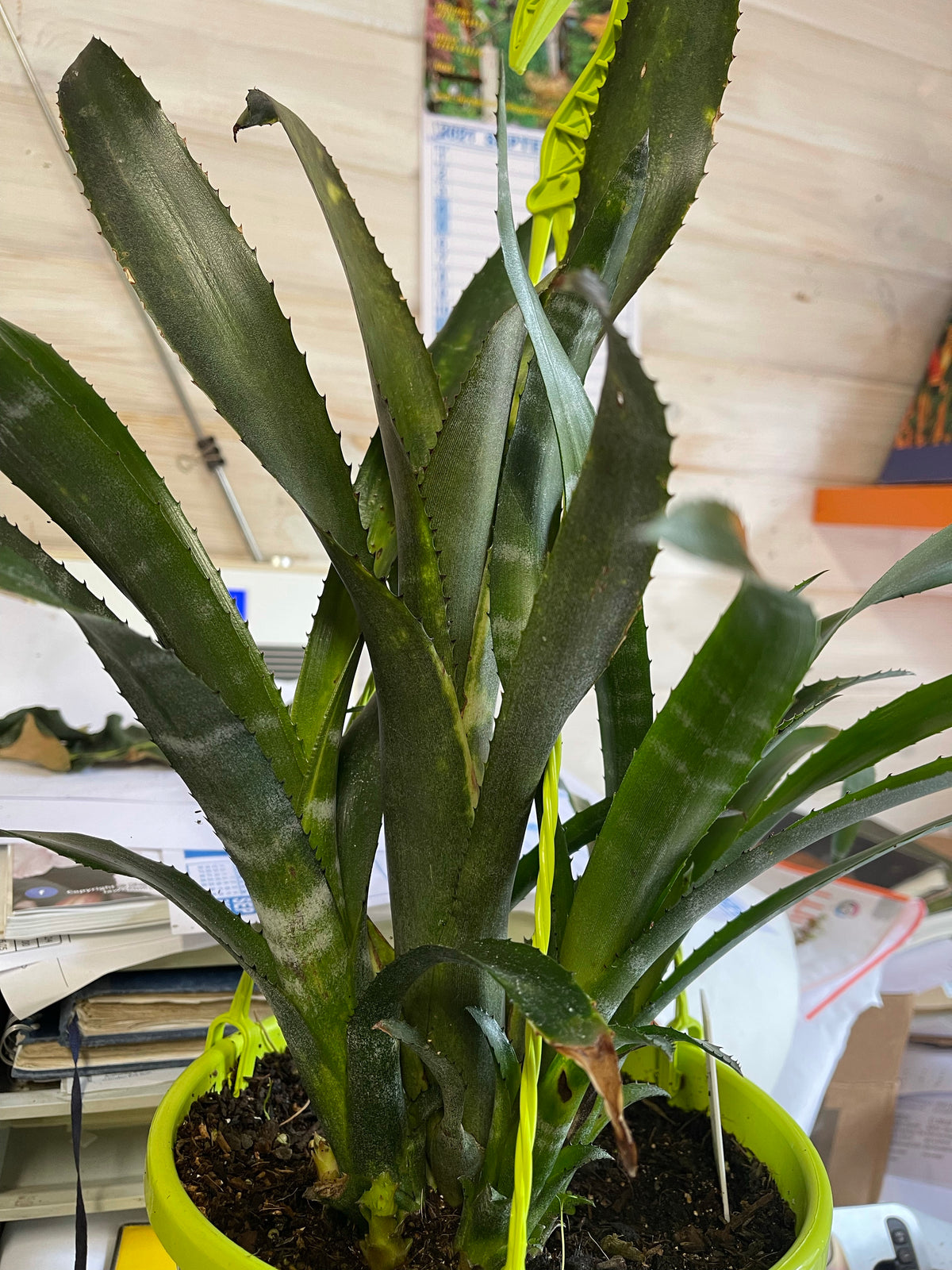 Billbergia ‘Rocky Road’