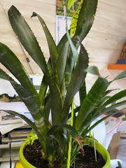Billbergia ‘Rocky Road’