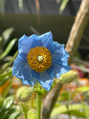 Meconopsis 'Branklyn’