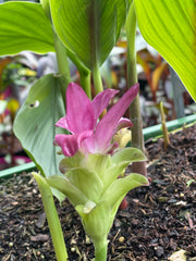Curcuma zedoaria ‘Pink Wonder’