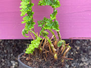Dryopteris filix-mas 'Crispa Cristata'