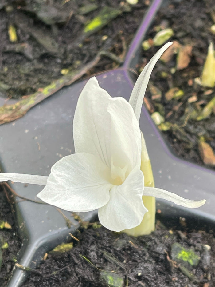 Curcuma zedoaria ‘White Wonder’