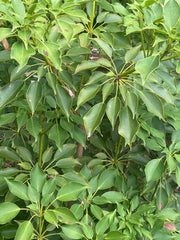 Trochodendron aralioides 'Taiwanese form'