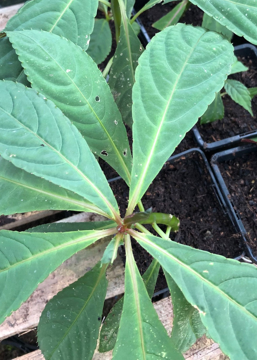 Impatiens balansae