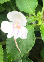 Impatiens kilimanjari alba