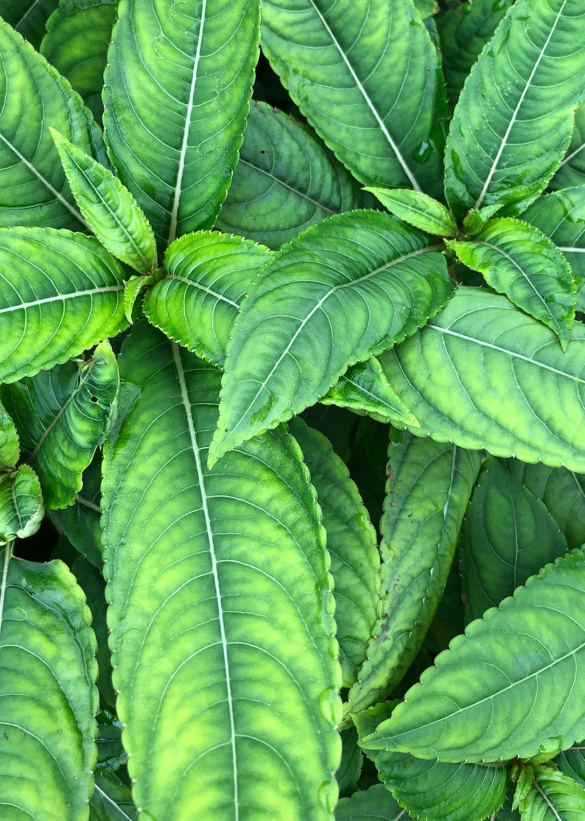 Impatiens pritzelii 'Sichuan Gold'