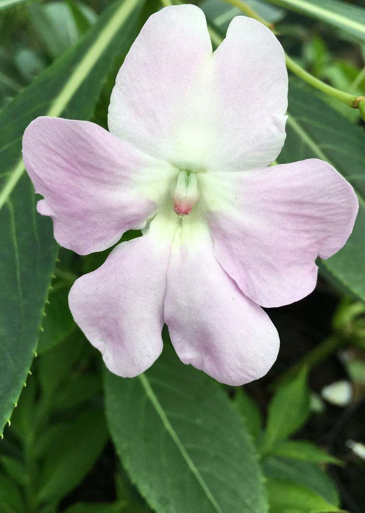 Impatiens sodenii
