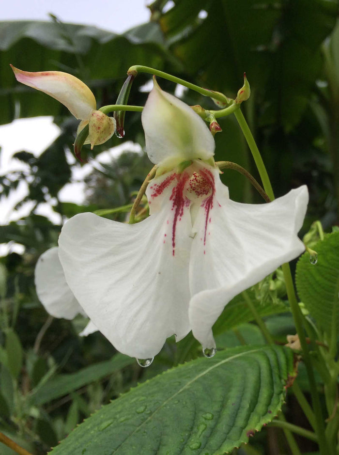 Impatiens tinctoria