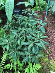 Impatiens omeiana