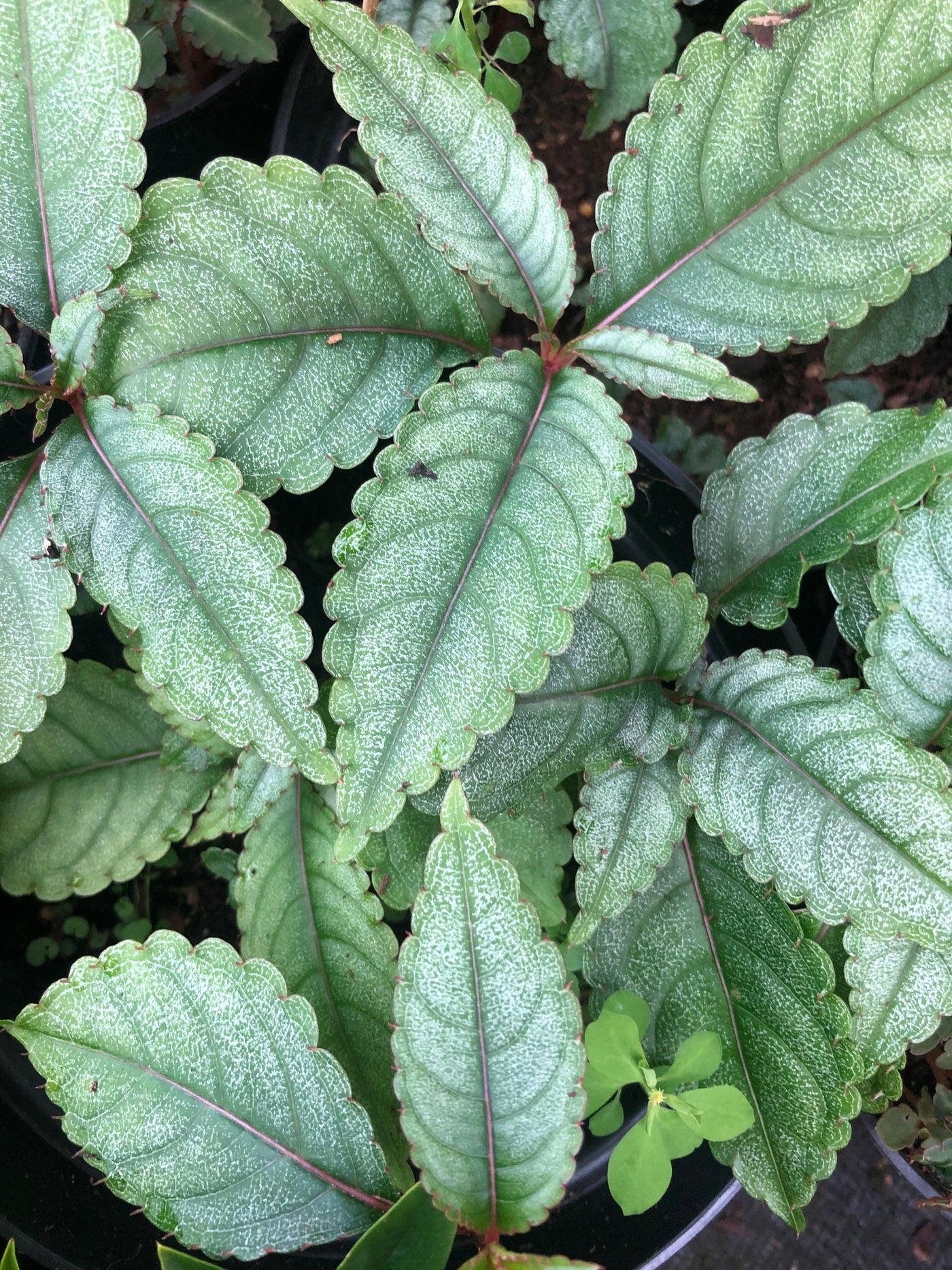 Impatiens omeiana 'Ice Storm'