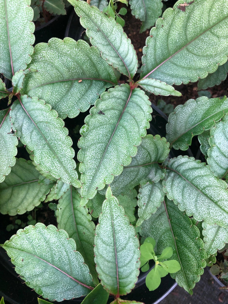 Impatiens omeiana 'Ice Storm'