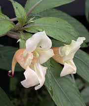 Impatiens mengtszeana