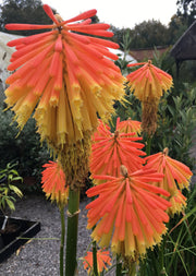 Kniphofia rooperi