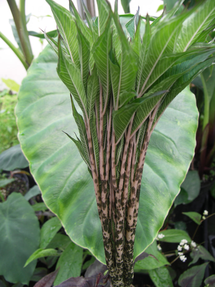 Amorhophallus konjac