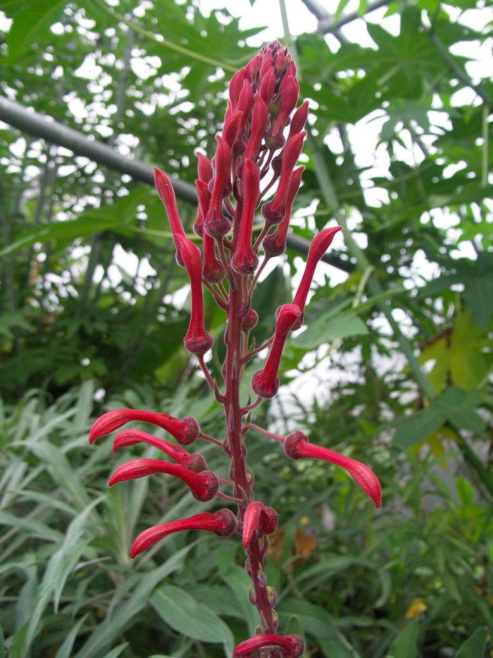 Lobelia tupa