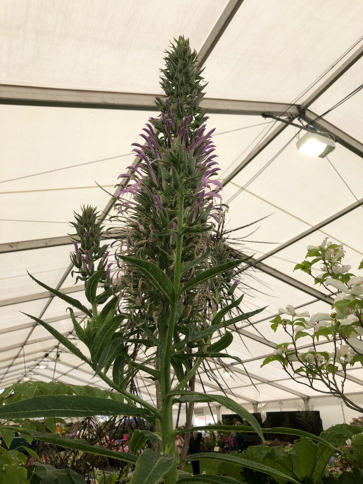 Lobilia fistulosa
