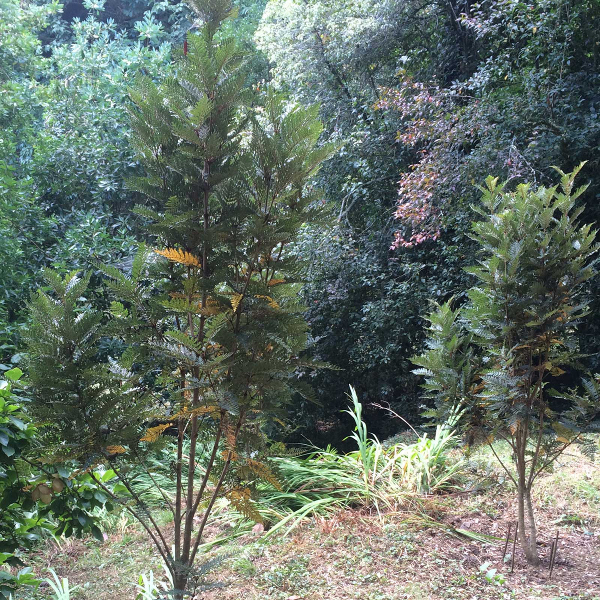 Lomatia ferruginea