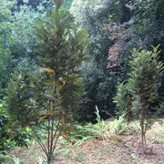 Lomatia ferruginea