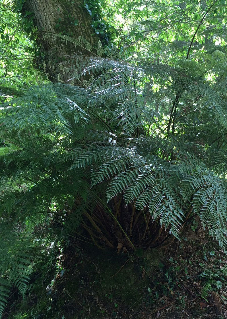 Lophosoria quadripinnata