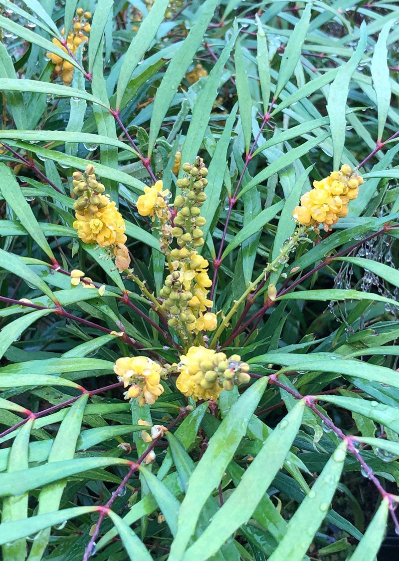 Mahonia 'Soft Caress' 5ltr