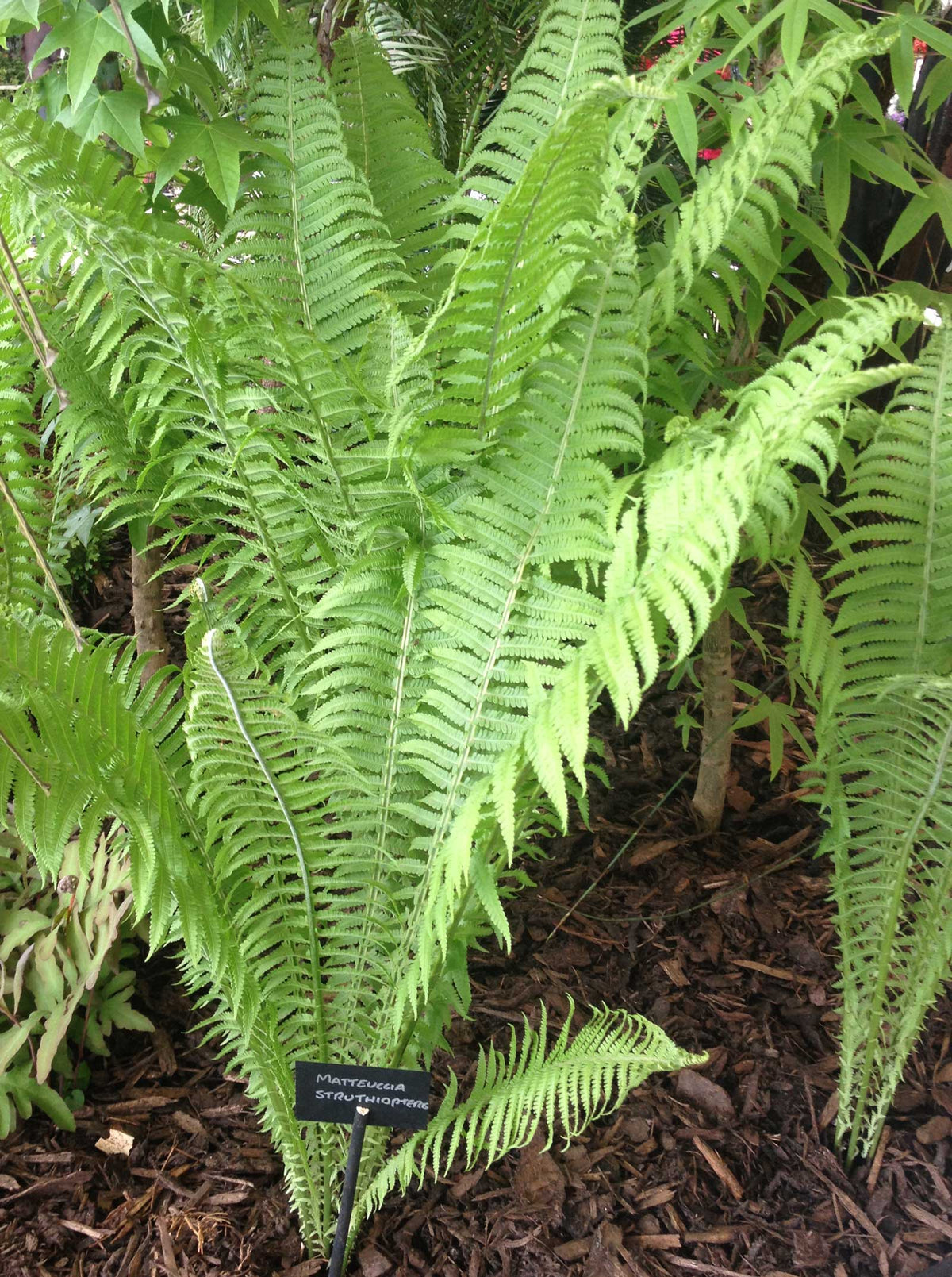 Matteuccia struthiopteris