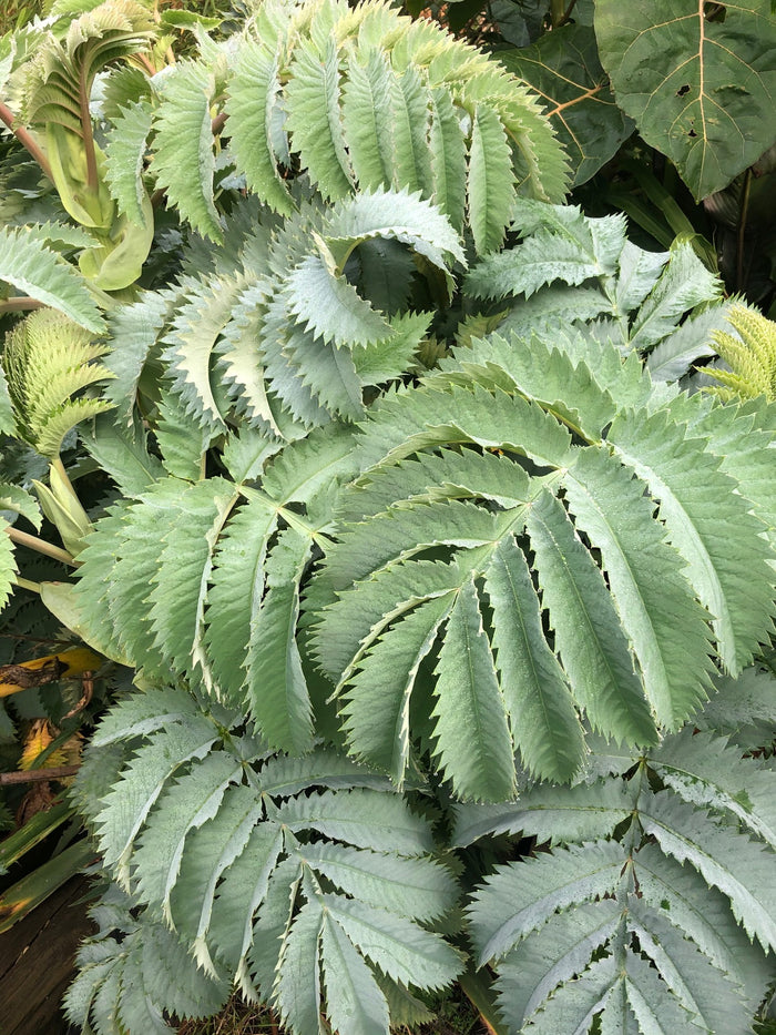 Melianthus major