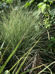 Miscanthus 'Morning Light'