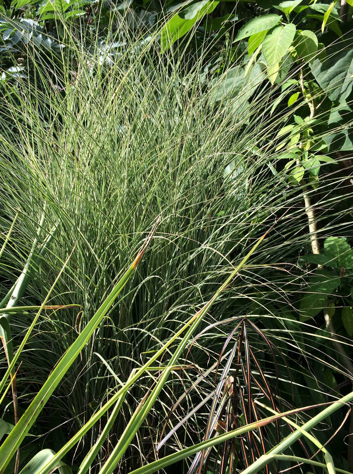 Miscanthus 'Morning Light'
