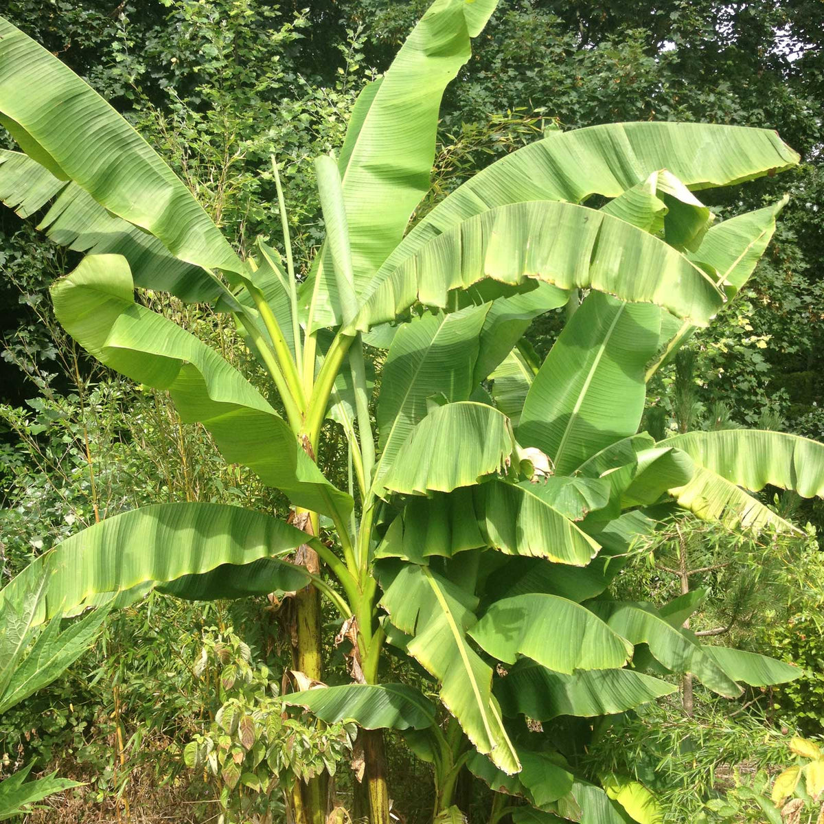 Musa basjoo