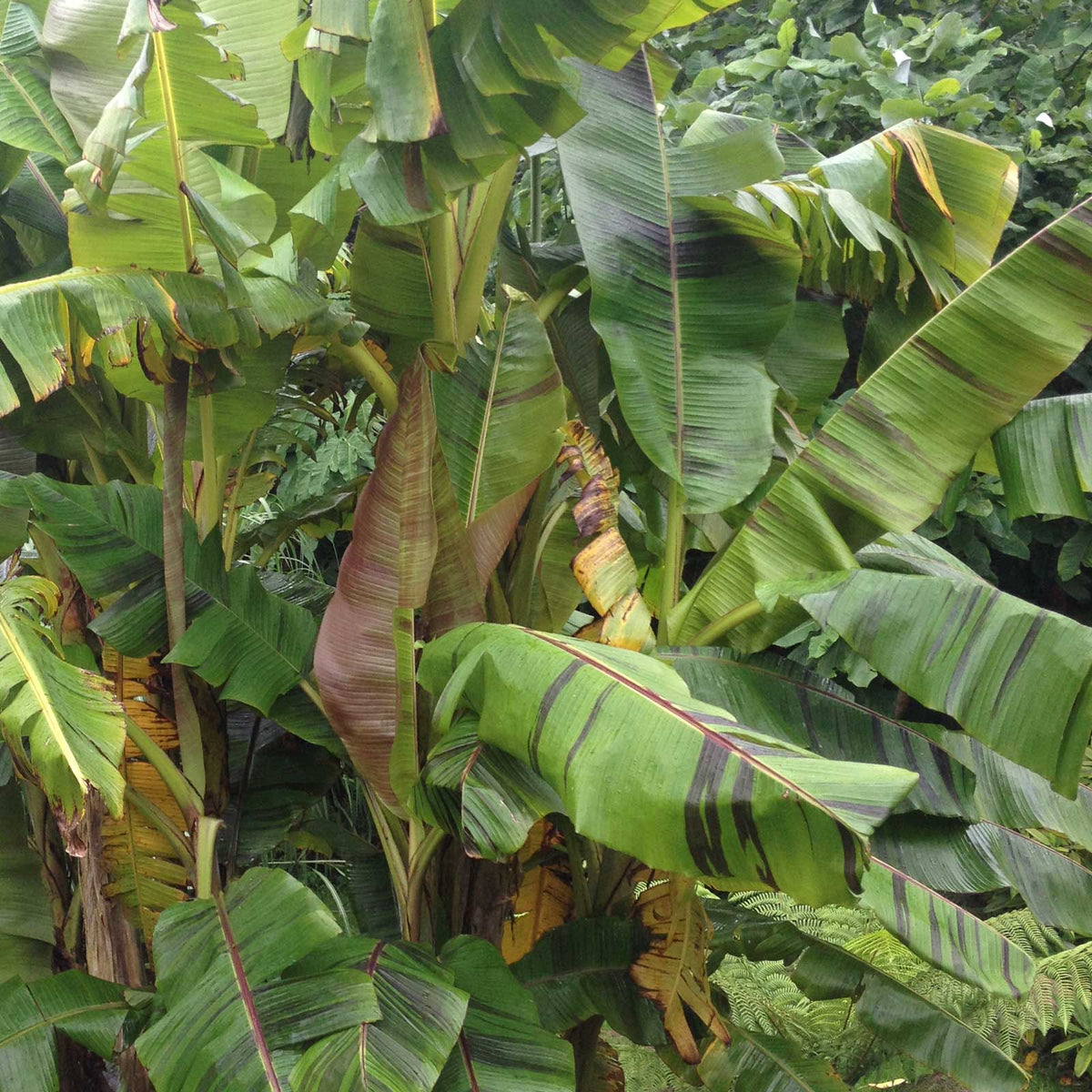 Musa sikkimensis 'Red Tiger'