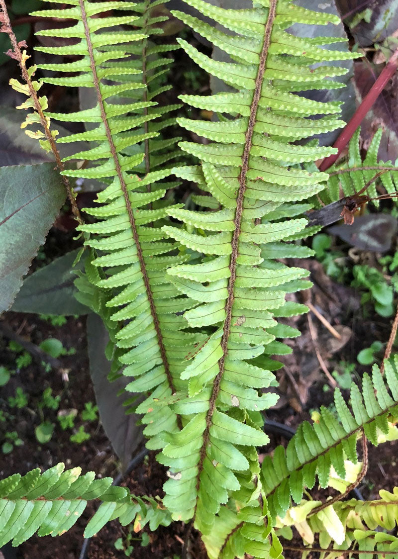 Nephrolepis cordifolia
